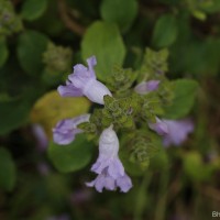Strobilanthes rhamnifolia var. rhamnifolia (Nees) T. Anderson